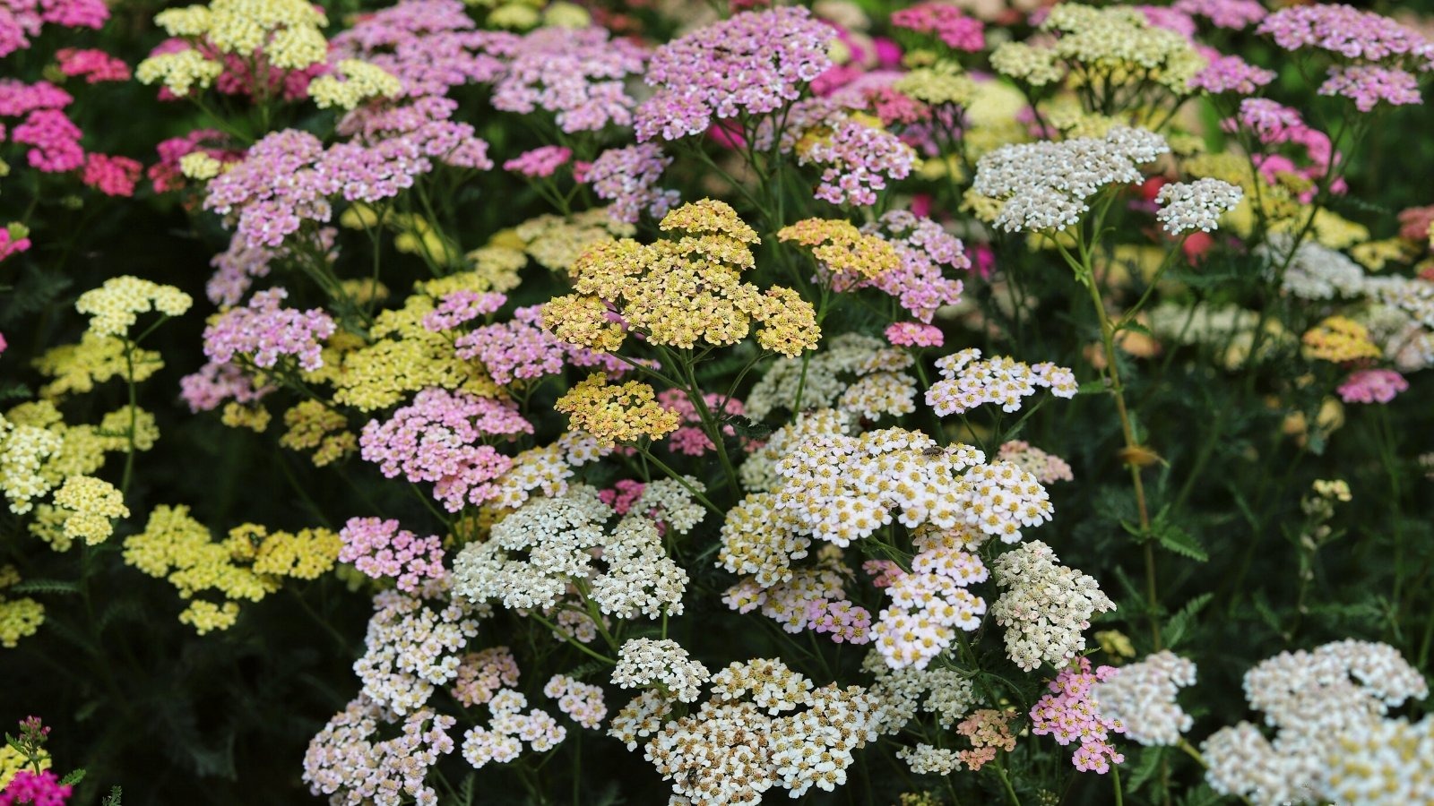 Happy Planter Shop -Happy Planter Shop Achillea millefolium in full blo