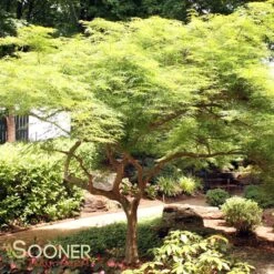 VIRIDIS WEEPING JAPANESE MAPLE -Happy Planter Shop DETA 1013