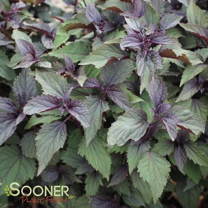 CHOCOLATE SNAKE ROOT 1 CHOCOLATE SNAKE ROOT