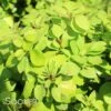 SUNJOY GOLD PILLAR® BARBERRY