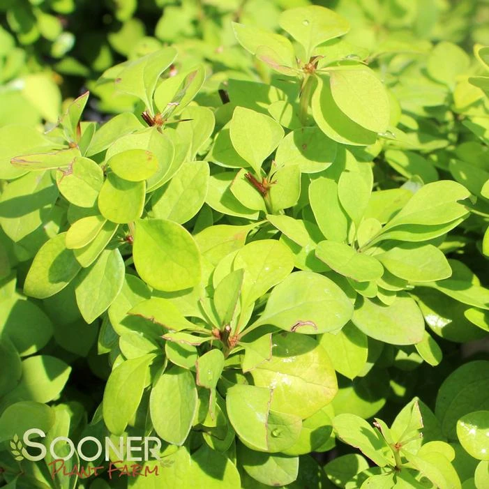 SUNJOY GOLD PILLAR® BARBERRY 1 SUNJOY GOLD PILLAR® BARBERRY