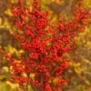 BERRY HEAVY® WINTERBERRY HOLLY