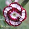 RASPBERRY SWIRL DIANTHUS
