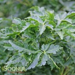 Featured Products 10 LION'S HEAD UPRIGHT JAPANESE MAPLE