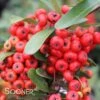 SANTA CRUZ PYRACANTHA