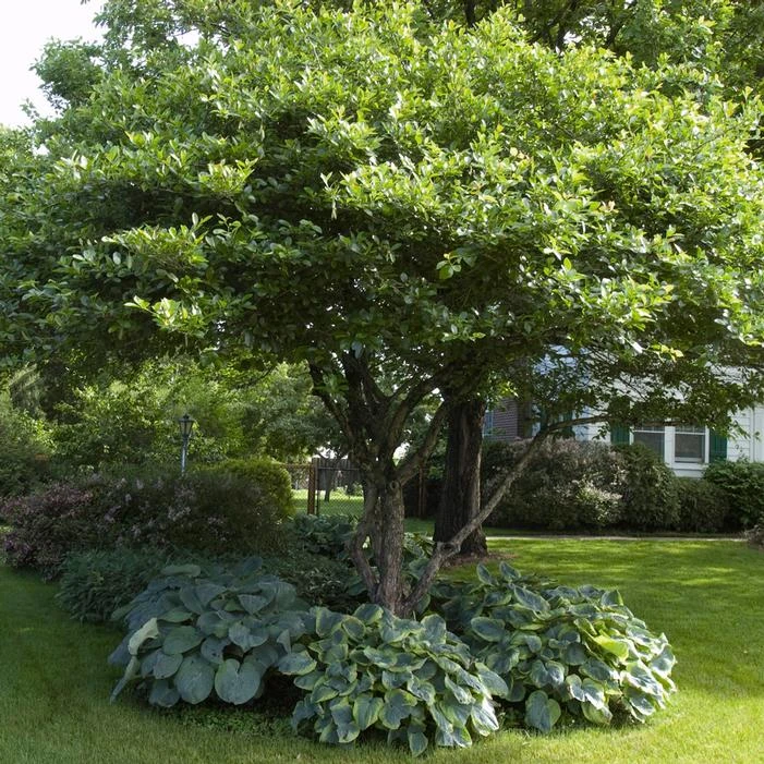 CRUSADER® HAWTHORN 1 CRUSADER® HAWTHORN