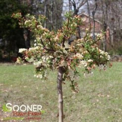 SARGENT TINA CRABAPPLE 7 SARGENT TINA CRABAPPLE -Happy Planter Shop DETA 1303