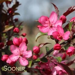 ROYAL RAINDROPS® CRABAPPLE 5 ROYAL RAINDROPS® CRABAPPLE -Happy Planter Shop DETA 1351