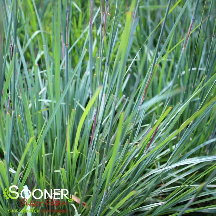 BLUE HEAVEN® LITTLE BLUESTEM 2 BLUE HEAVEN® LITTLE BLUESTEM - Image 2