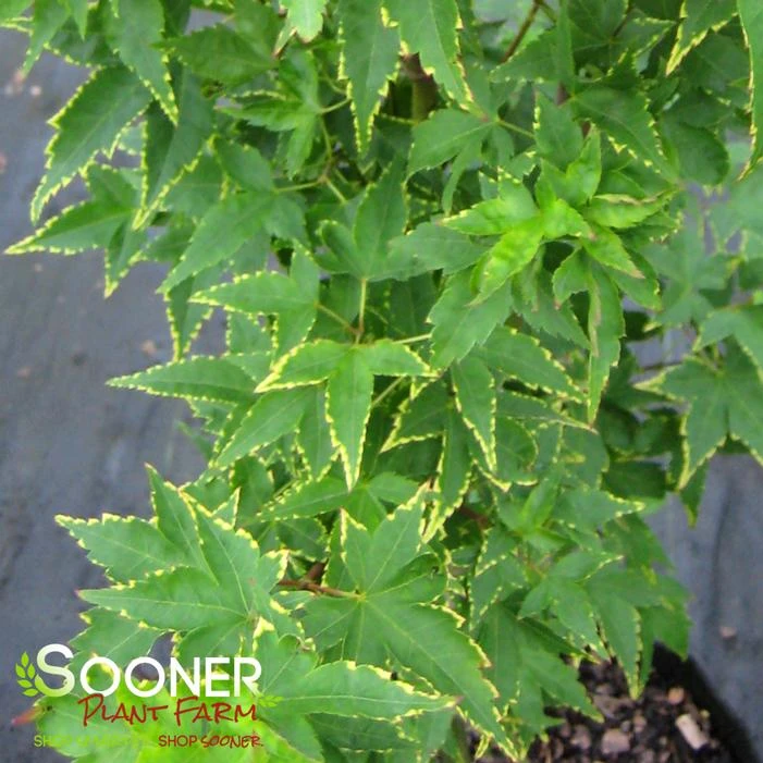 SAGARA NISHIKI UPRIGHT JAPANESE MAPLE 2 SAGARA NISHIKI UPRIGHT JAPANESE MAPLE - Image 2