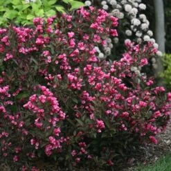 WINE & ROSES® WEIGELA -Happy Planter Shop DETA 150