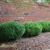 GREEN VELVET BOXWOOD