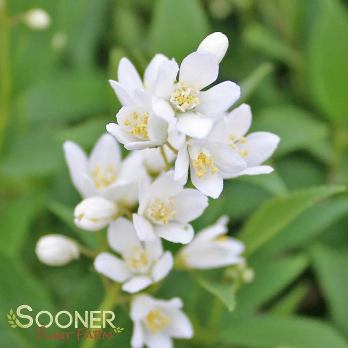NIKKO SLENDER DEUTZIA 1 NIKKO SLENDER DEUTZIA