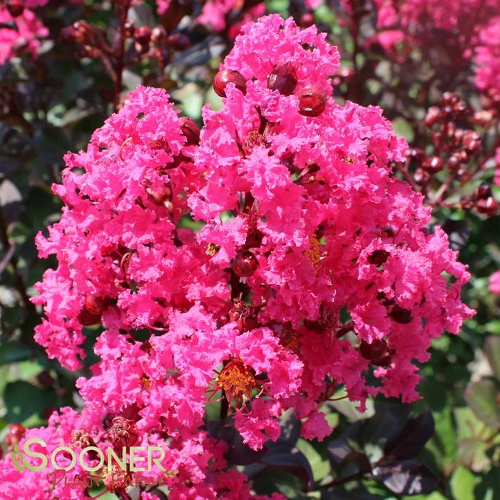 PINK VELOUR® CRAPEMYRTLE 2 PINK VELOUR® CRAPEMYRTLE - Image 2