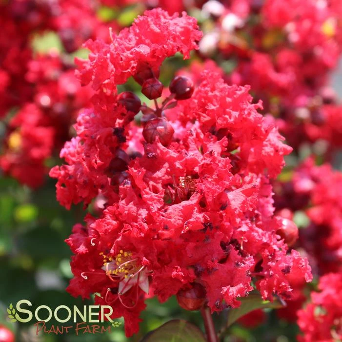 RED ROCKET® CRAPEMYRTLE 2 RED ROCKET® CRAPEMYRTLE - Image 2