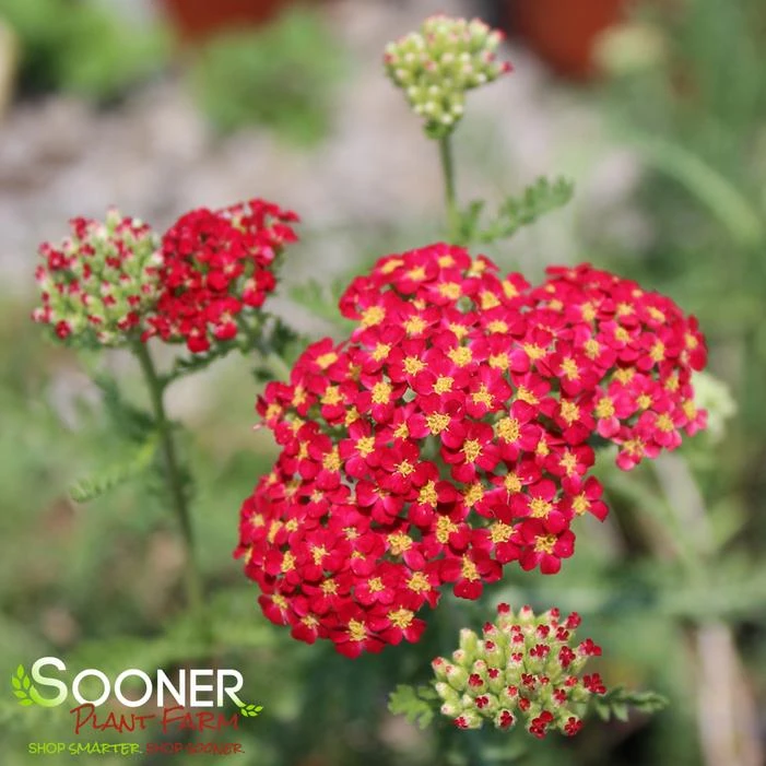 PAPRIKA YARROW 2 PAPRIKA YARROW - Image 2