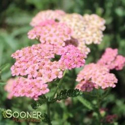 SUMMER PASTELS YARROW -Happy Planter Shop DETA 1720
