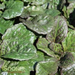 CATLIN'S GIANT AJUGA -Happy Planter Shop DETA 1723