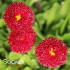 POMPONETTE ENGLISH DAISY MIX -Happy Planter Shop DETA 1732