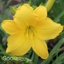 SCENTUAL SUNDANCE DAYLILY