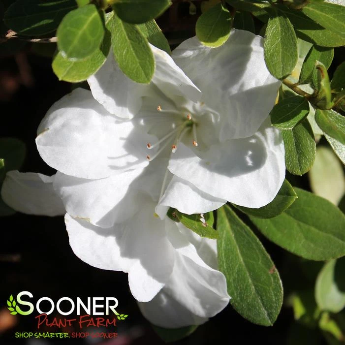 AUTUMN ANGEL® ENCORE® AZALEA 1 AUTUMN ANGEL® ENCORE® AZALEA