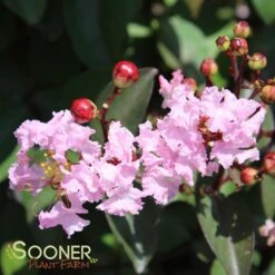 RHAPSODY IN PINK® CRAPEMYRTLE -Happy Planter Shop DETA 179