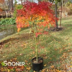 SEIRYU UPRIGHT JAPANESE MAPLE 9 SEIRYU UPRIGHT JAPANESE MAPLE -Happy Planter Shop DETA 1875