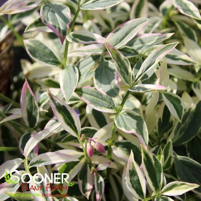 TOUCH OF CLASS JACOB'S LADDER 1 TOUCH OF CLASS JACOB'S LADDER