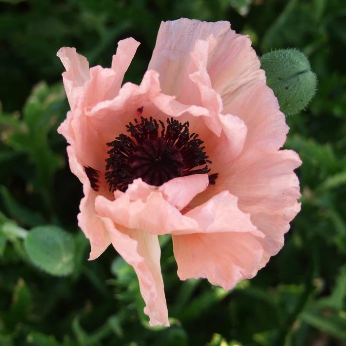 HELEN ELIZABETH ORIENTAL POPPY 1 HELEN ELIZABETH ORIENTAL POPPY