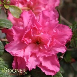 BLOOM-A-THON® PINK DOUBLE AZALEA 5 BLOOM-A-THON® PINK DOUBLE AZALEA -Happy Planter Shop DETA 2242