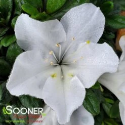 BLOOM-A-THON® WHITE AZALEA 7 BLOOM-A-THON® WHITE AZALEA -Happy Planter Shop DETA 2244