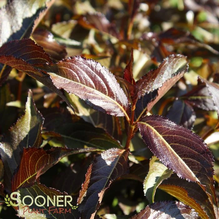 SHINING SENSATION™ WEIGELA 1 SHINING SENSATION™ WEIGELA