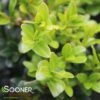 NORTH STAR® BOXWOOD