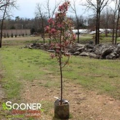 PRAIRIFIRE CRABAPPLE 8 PRAIRIFIRE CRABAPPLE -Happy Planter Shop DETA 23