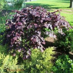 RUBY FALLS WEEPING REDBUD -Happy Planter Shop DETA 2311