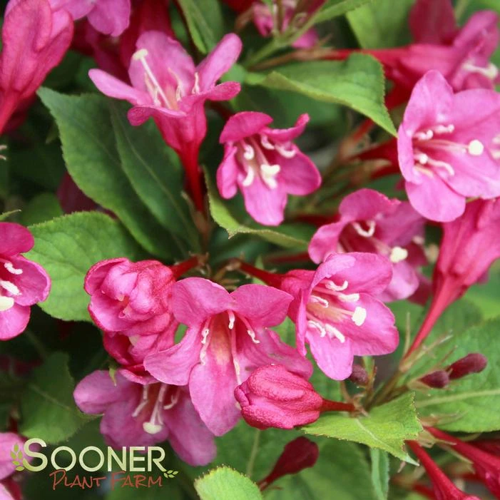 SONIC BLOOM® PINK WEIGELA 2 SONIC BLOOM® PINK WEIGELA - Image 2