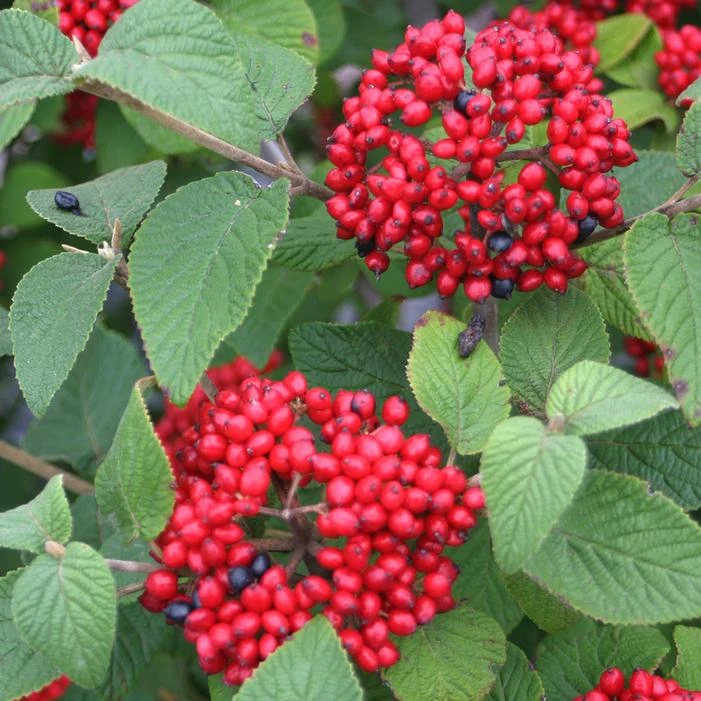 RED BALLOON® VIBURNUM 2 RED BALLOON® VIBURNUM - Image 2