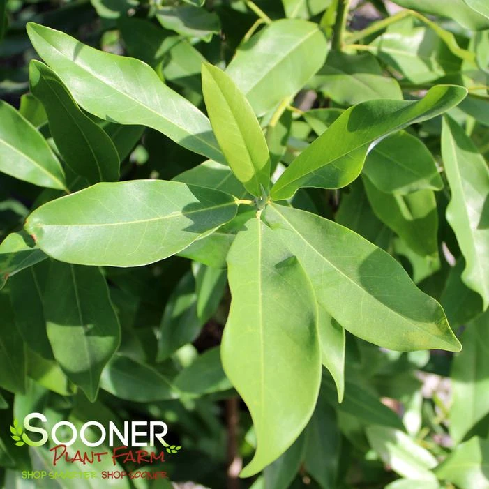 SWEETBAY MAGNOLIA 1 SWEETBAY MAGNOLIA