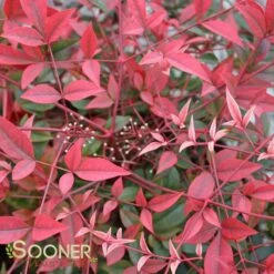 FLIRT™ NANDINA -Happy Planter Shop DETA 2539