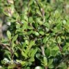 PATTI O BOX® JAPANESE HOLLY