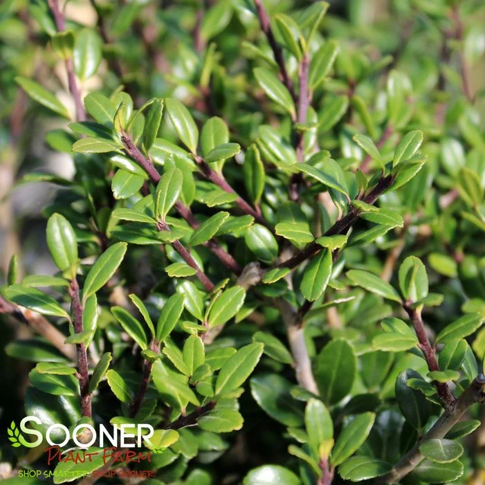 PATTI O BOX® JAPANESE HOLLY 1 PATTI O BOX® JAPANESE HOLLY