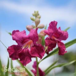 BURGUNDY DESERT WILLOW -Happy Planter Shop DETA 26