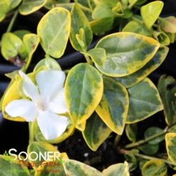 SILVER AND GOLD VINCA