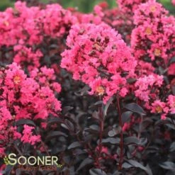 MIDNIGHT MAGIC™ CRAPEMYRTLE -Happy Planter Shop DETA 2671