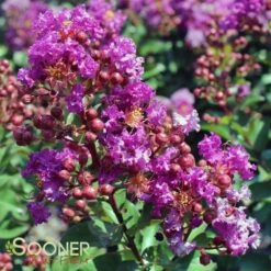 PURPLE MAGIC CRAPEMYRTLE