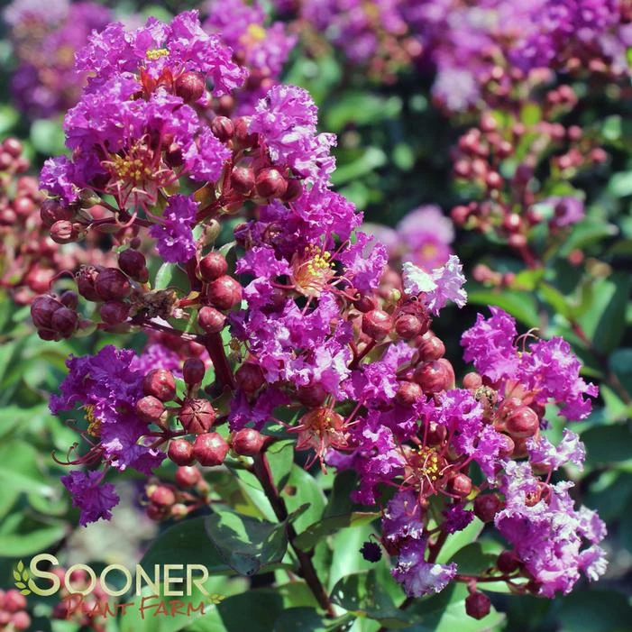 PURPLE MAGIC CRAPEMYRTLE 1 PURPLE MAGIC CRAPEMYRTLE