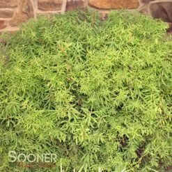 GOLD THREAD™ SPIRAEA -Happy Planter Shop DETA 2719