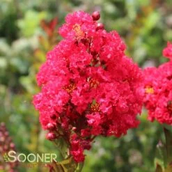 ENDURING SUMMER™ RED CRAPEMYRTLE 5 ENDURING SUMMER™ RED CRAPEMYRTLE -Happy Planter Shop DETA 2828