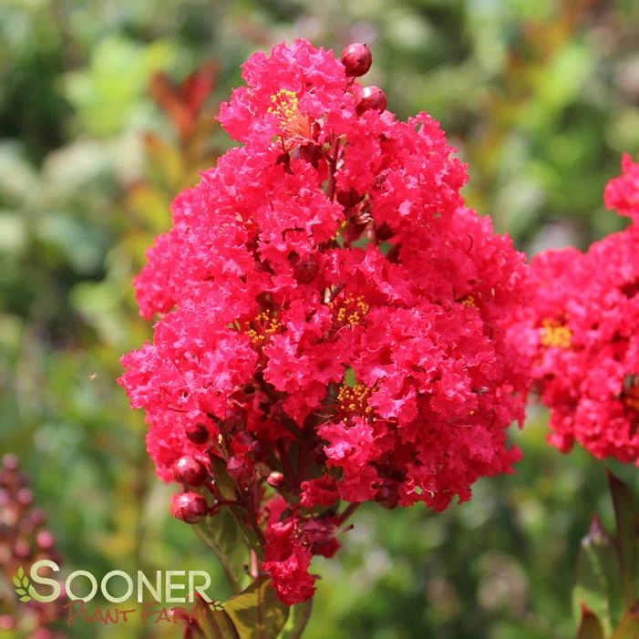 ENDURING SUMMER™ RED CRAPEMYRTLE 3 ENDURING SUMMER™ RED CRAPEMYRTLE - Image 3