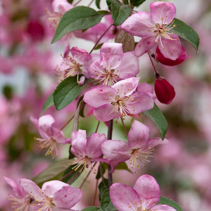 RUBY TEARS™ WEEPING CRABAPPLE 1 RUBY TEARS™ WEEPING CRABAPPLE